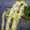 Artificial Amaranthus Pale Green - AMA009 A2 Artificial Amaranthus Pale Green - AMA009 A2