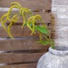 Artificial Amaranthus Yellow 76cm - C113 E2