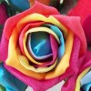 Colourfast Cottage Foam Roses Bundle Rainbow 6 Pack 24cm - R496 T3