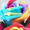 Colourfast Cottage Foam Roses Bundle Rainbow 6 Pack 24cm - R496 T3