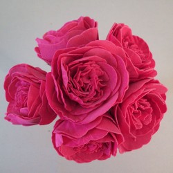 Colourfast Foam Peony Roses Hot Pink 6 pack 25cm - R207 EE3