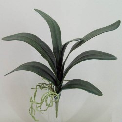 Orchid Leaves and Roots XXL - O044 J3