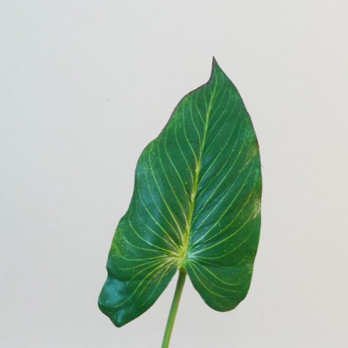 Artificial Anthurium Leaf on Short Stem - ANT003 JJ4