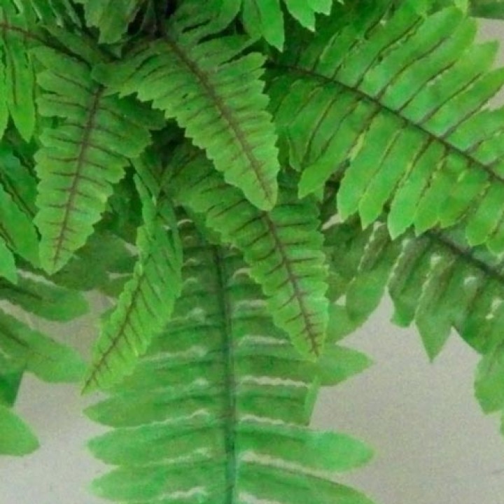 Ferns and Palms