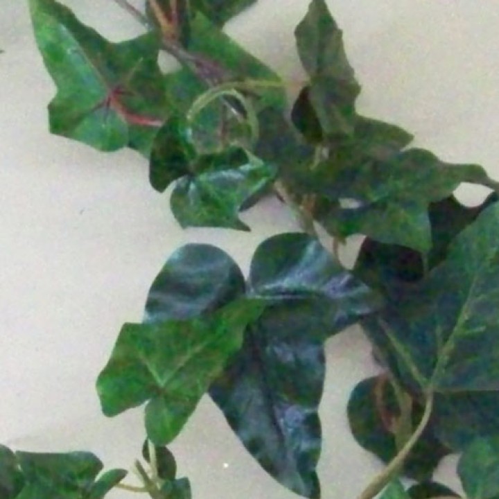 Ivy