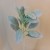 Artificial Lambs Ears Grey Green Short Stem - LAM006 