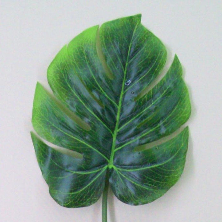 Exotic Leaves