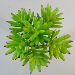 Artificial Succulents Bundle Green Senecio - SUC015 DD3