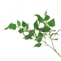 Birch
