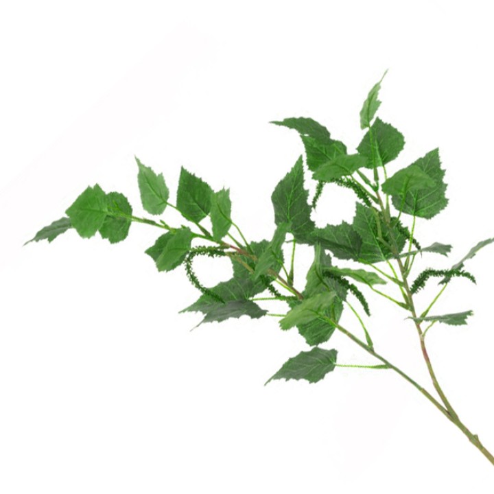 Birch