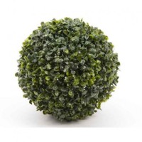 Boxwood