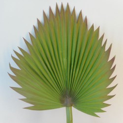 Large Artificial Fan Palm Leaf - PM011 K4