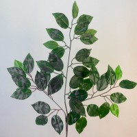 Ficus