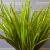 Artificial Grass Plants Green 43cm - DRA006 Artificial Grass Plants Green 43cm - DRA006