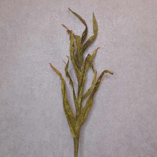 Faux Dried Artificial Reeds Spray Green 104cm - GRA017 R3