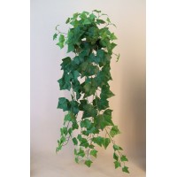 Trailing Plants and Leaves