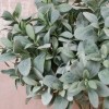 Artificial Lambs Ears - LAM001 I4