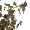 Variegated Maple Leaf Green Burgundy 97cm - MAP010