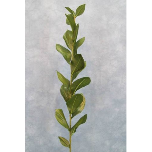 Artificial Ruscus - RUS001 O3 Artificial Ruscus - RUS001 O3