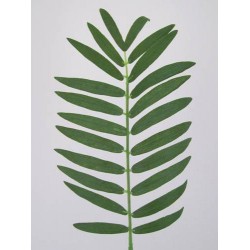 Small Cycas Leaf (Areca or Pogonatherum Palm) - PM003 K3