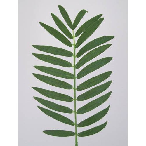 Small Cycas Leaf (Areca or Pogonatherum Palm) - PM003 K3