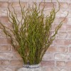 Artificial Branch Moss Covered Willow 90cm - MOS018 DD2