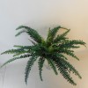 Artificial Boston Fern Plant 48 Leaves 109cm - BOS004 C1 Artificial Boston Fern Plant 48 Leaves 109cm - BOS004 C1