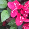 5' Artificial Bougainvillea Tree Pink - BOU08