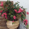 Artificial Bougainvillea Tree Pink 90cm - B023