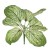 Artificial Brunnera Plant Variegated 27cm - BRU001 J4