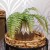Artificial Fern in Silver Geometric Vase - FER054 5A