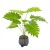 Artificial Plants Philodendron Potted - PHI030 2B