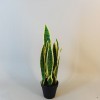 Artificial Pot Plants | Sansevieria Small 51cm - SAN003 5E