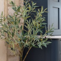 Plants & Trees