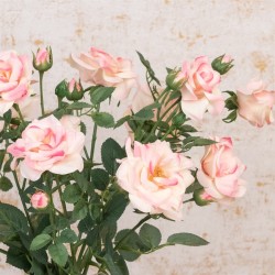 Pink Roses Artificial Flower Arrangement - ROS012 7C