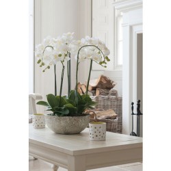 White Phalaenopsis Orchid Plant in Clay Pot Medium - ORC007