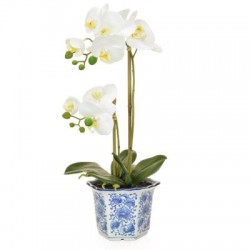 White Phalaenopsis Orchid Plant in Blue Pot - ORC010 2B