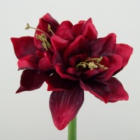 Amaryllis