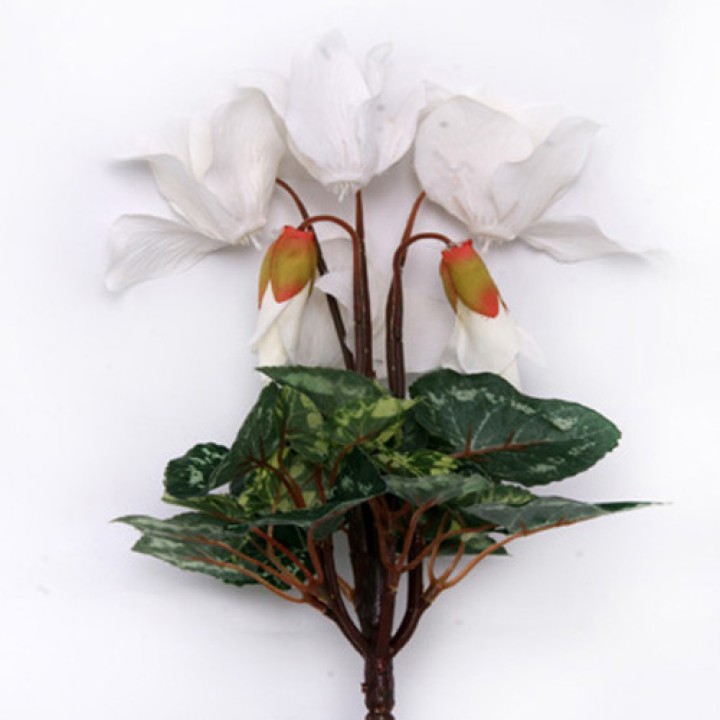 Cyclamen