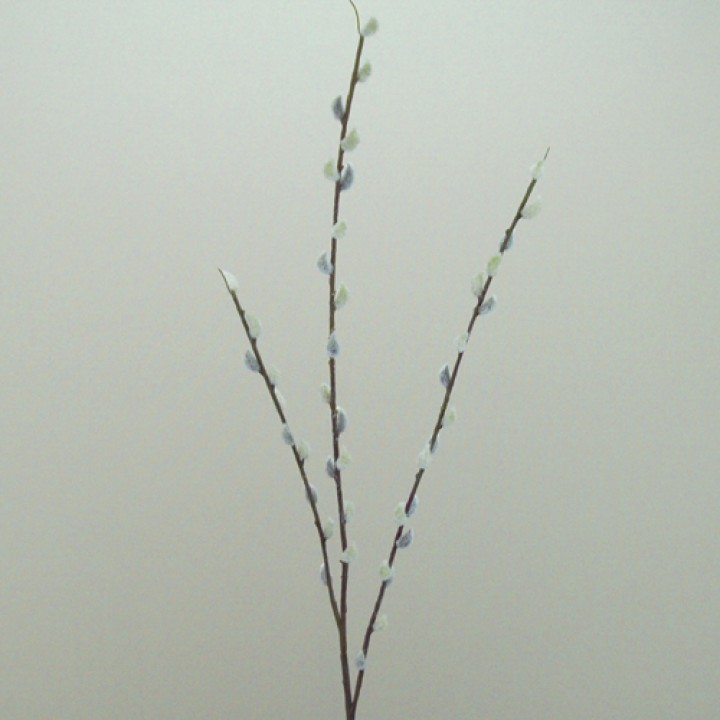 Pussy Willow