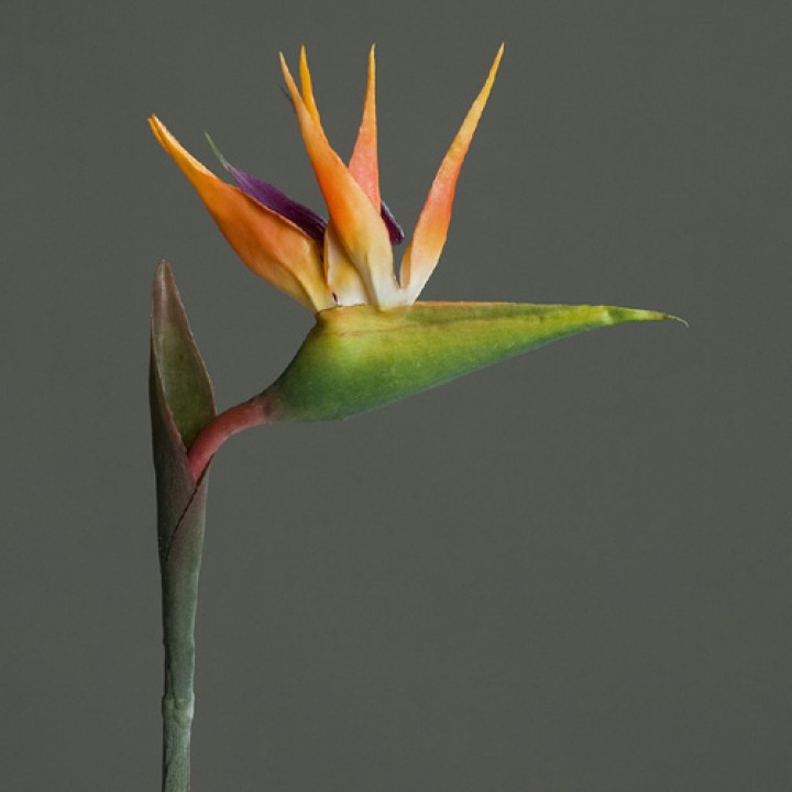Birds of Paradise Birds of Paradise