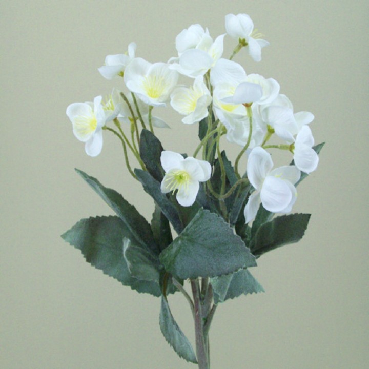 Christmas Roses | Helleborus Christmas Roses | Helleborus