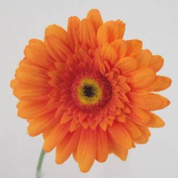 Gerberas Gerberas