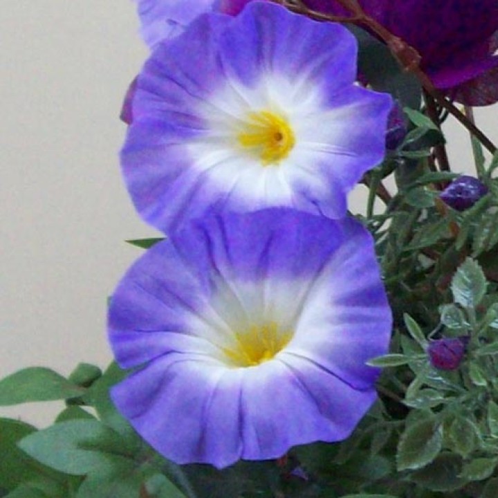 Petunias Petunias