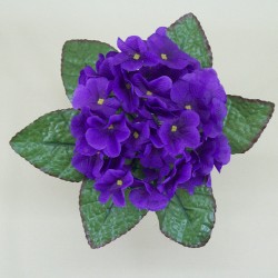African Violet Purple 21cm - V002 T2