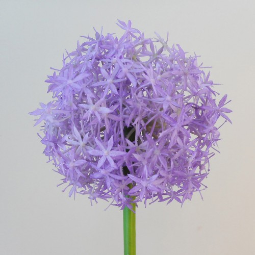 Large Artificial Allium Purple Sensation 77cm - A014 A1 Large Artificial Allium Purple Sensation 77cm - A014 A1