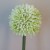 Artificial Hedgerow Allium Cream Green 54cm - A088 A2