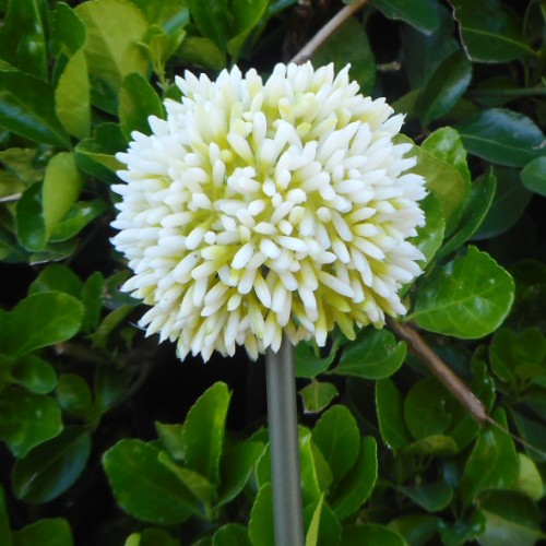 Artificial Hedgerow Allium Cream Green 54cm - A019 A4