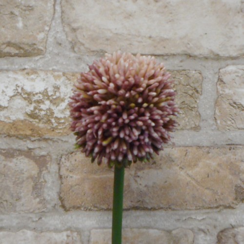 Artificial Hedgerow Allium Purple 54cm - A089 A2 Artificial Hedgerow Allium Purple 54cm - A089 A2
