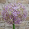 Large Artificial Allium Purple Sensation 77cm - A014 A1